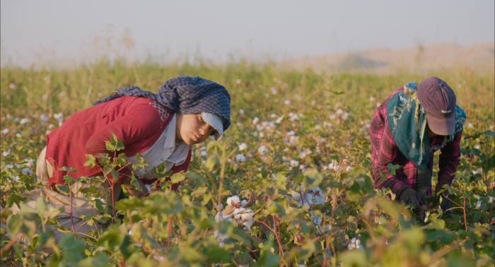 Cotton pickers in the Urfa region of Turkey