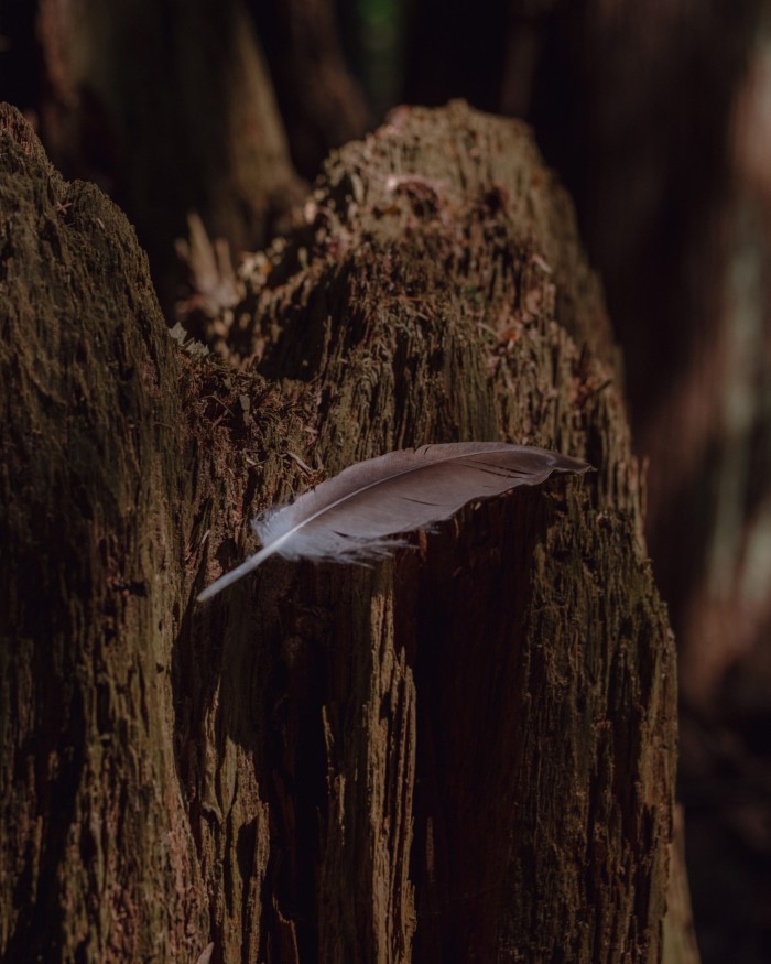 A tree trunk with a grey and white feather wedged into its bark in the Pacific Spirit Regional Park