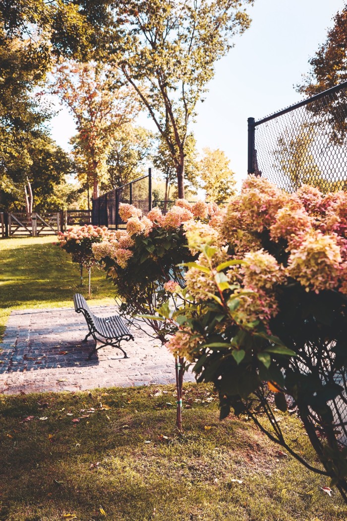 Hydrangeas in Westman’s garden that her husband planted for her for Mother’s Day