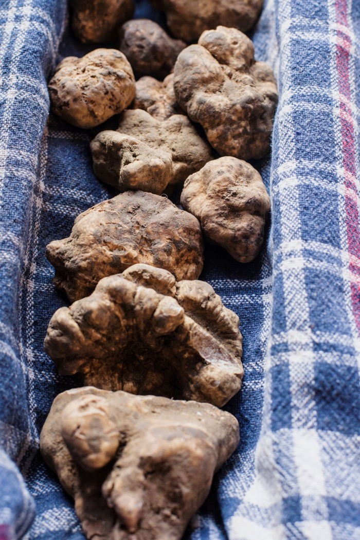 Freshly dug white truffles