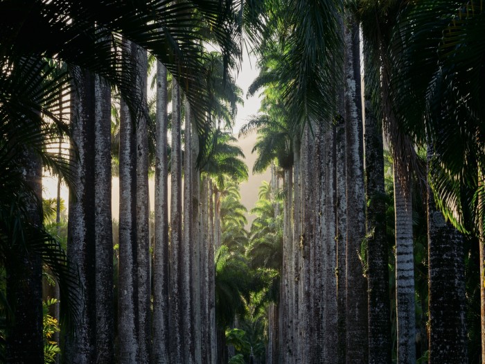 Rows of imperial palm trees in the city’s botanical gardens