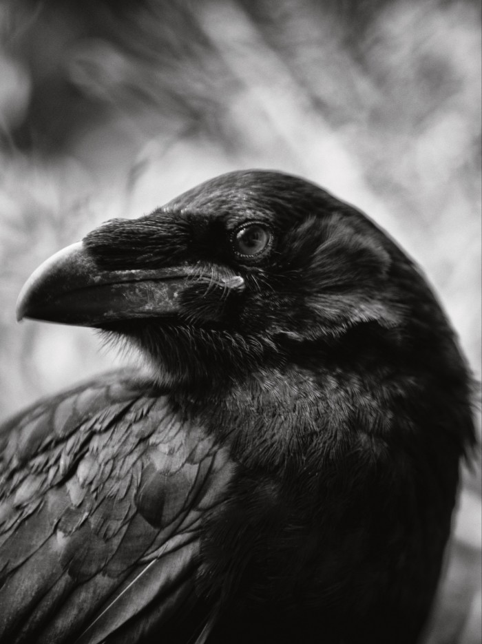 Craw, one of the two ravens rewilded by Wightman