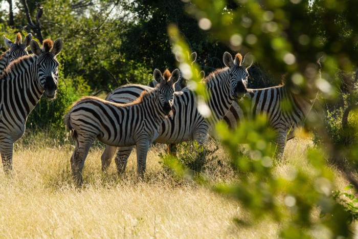 A dazzle of zebra enjoying the long grasses