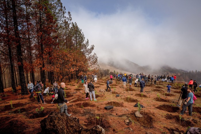 Volunteers work on a reforestation project in Gran Canaria