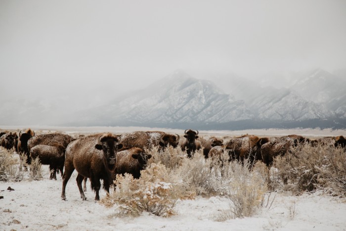 The conservation bison herd at the Zapata Ranch in winter