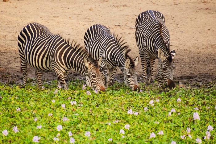 Liwonde is home to zebras