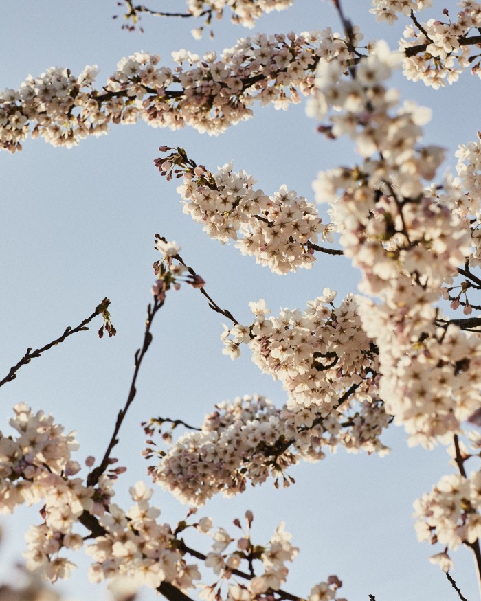 Blossom of the ornamental cherry Prunus x yedoensis