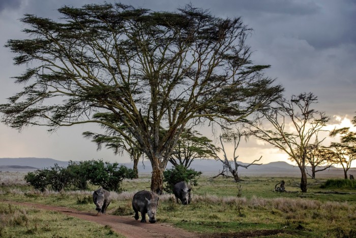 Black rhinos grazing near a tree at sunset