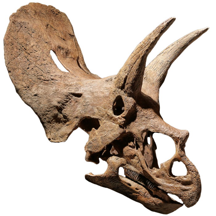 Triceratops skull, sold by David Aaron Gallery in 2022