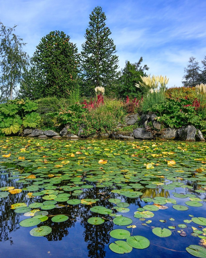 A lily pond with a rocky bank covered with exotic plants and overlooked by monkey puzzle trees in VanDusen Botanical Garden