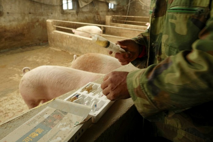 A Chinese farmer administers antibiotics to pigs