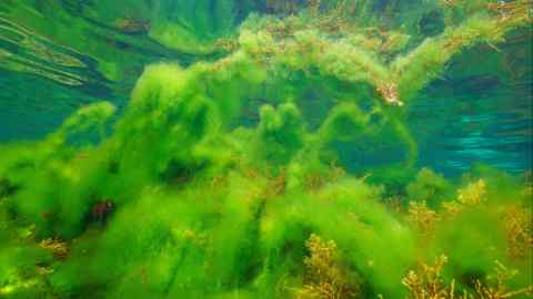 Thallus of filamentous algae underwater in the ocean, algal bloom
