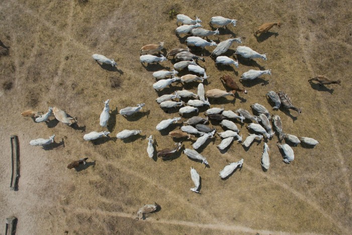 A herd of cattle in Brazil’s Pantanal region. Restoring pasture can help cut carbon emissions