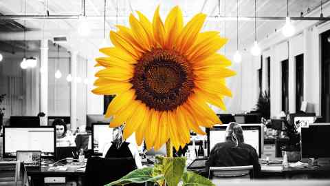 Sunflower in an office