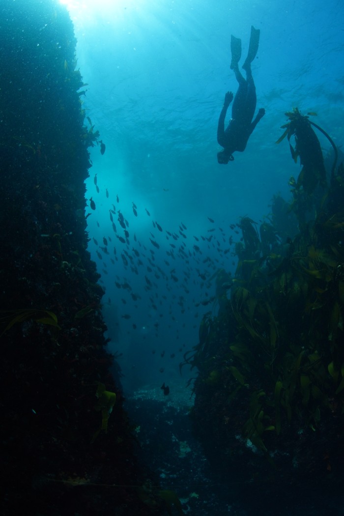 The author swims to a depth of 10m in search of kelp sharks