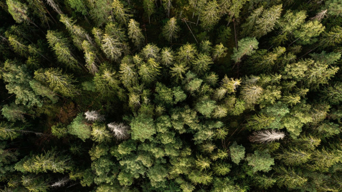 Helicopter view of a forest