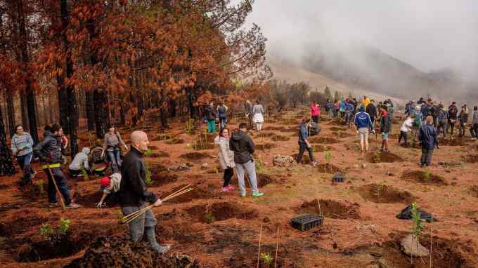 Volunteers work on a reforestation project in Gran Canaria