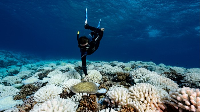 A diver checks bleaching reefs in Moorea, French Polynesia