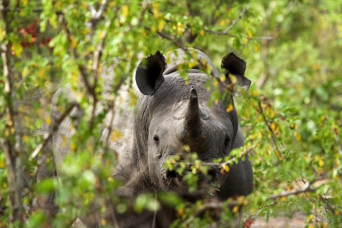 A black rhino in Liwonde