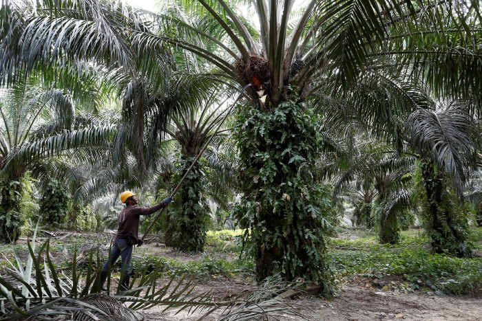 A palm oil plantation in Malaysia. PepsiCo buys 450,000 tonnes a year of the commodity