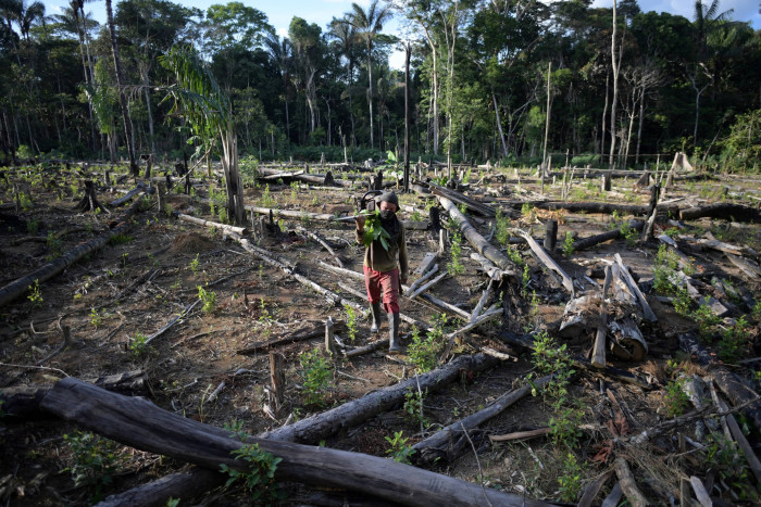 A farmer holding a chainsaw walks across a patch of felled trees in Colombia
