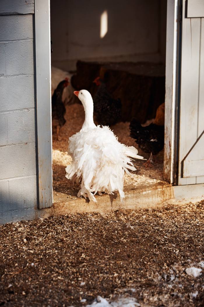 Martha Stewart recently gave Gordon four Sebastapol geese to keep at his farm