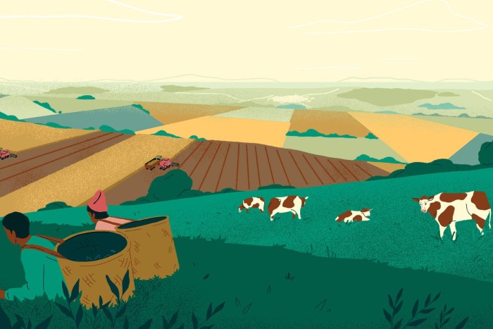 An illustration of field workers and cows