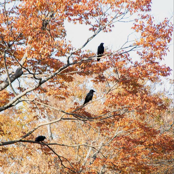 . . . overlooked by three of Yoyogi’s ubiquitous crows