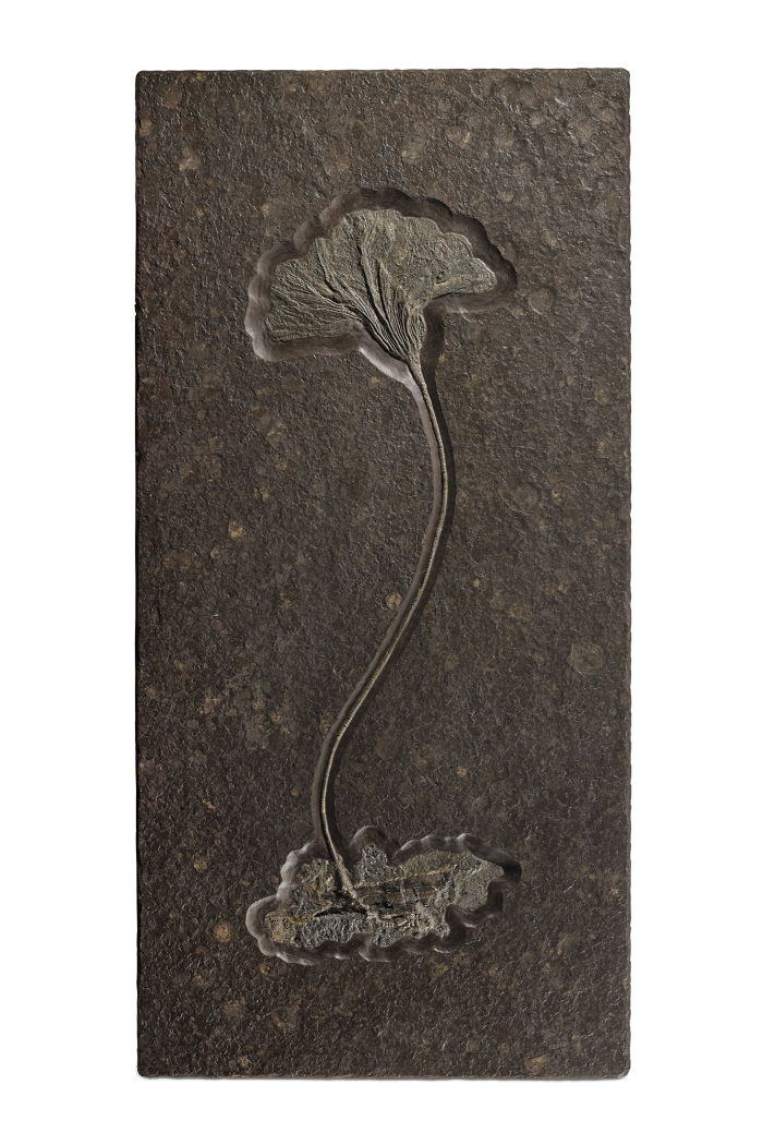 A fossil of a sea lily, around 180 million years old. Estimate, £30,000-£50,000