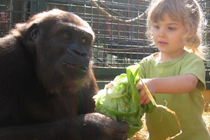 A young Freya with with Sounda the gorilla in 2006