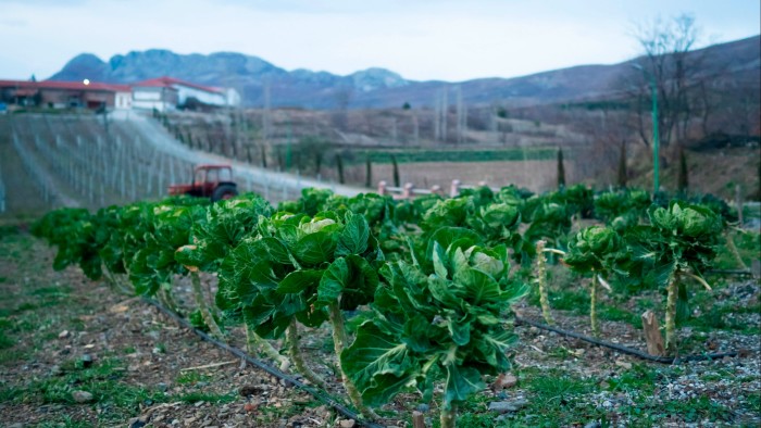 Brussels sprouts grow in a field at Mrizi i Zanave, an Albanian agritourism