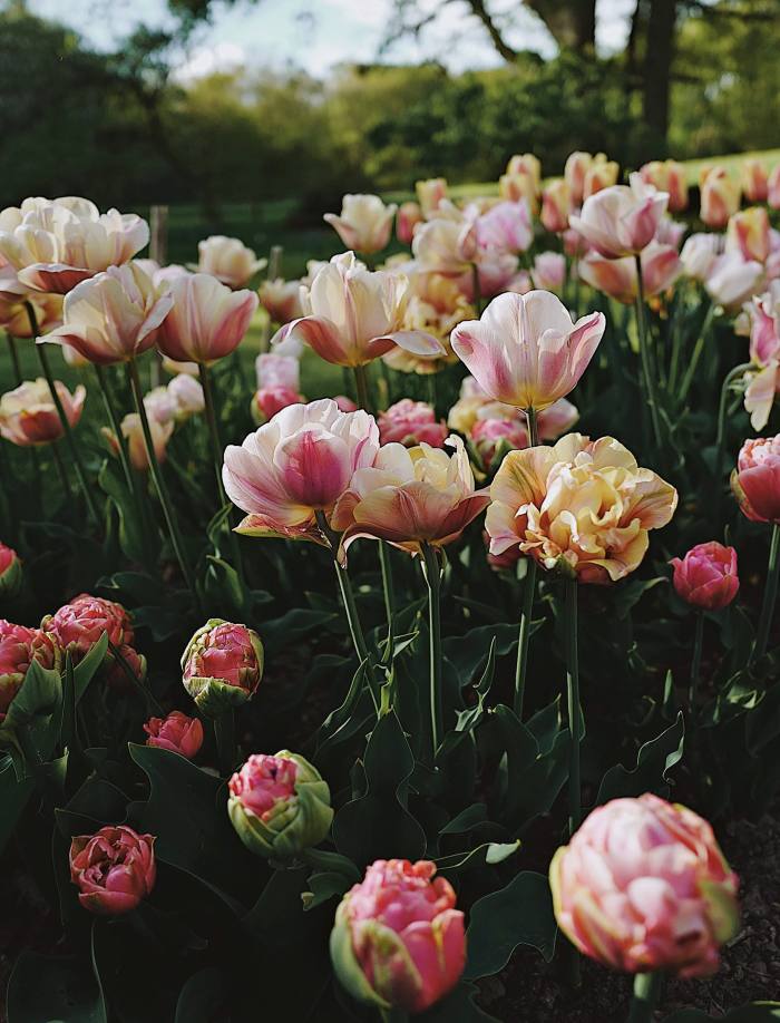 April tulips ‘Copper Image’ and ‘Belle Epoque’
