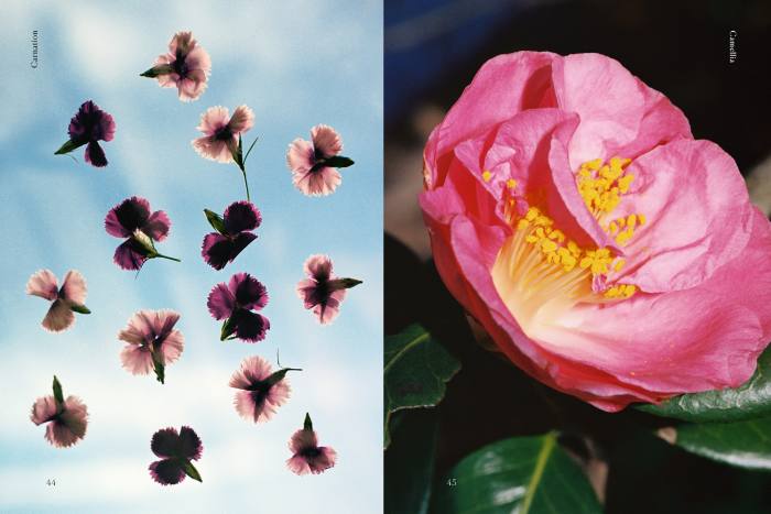 This cultural history of edible blooms features more than 100 varieties of flower
