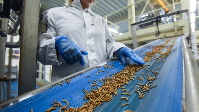 An employee checks worms before they are being turned into protein powder at the “Ynsect” insect farm