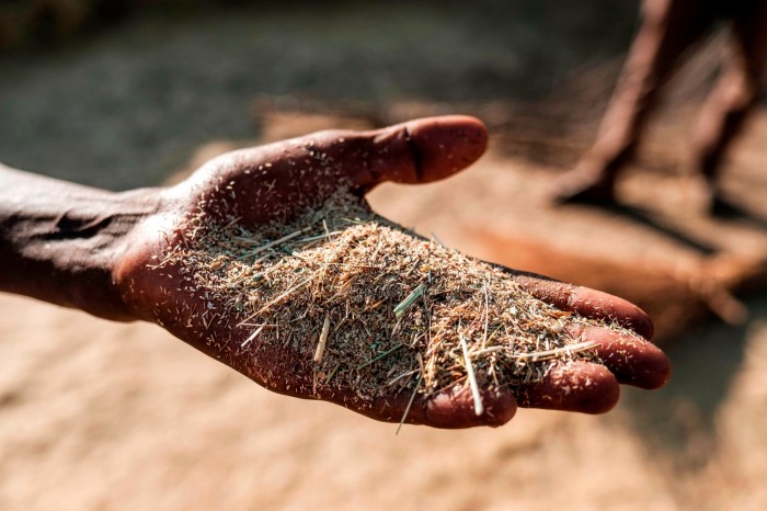 A farmer holds teff seeds during a threshing in the outskirts of Gondar, Ethiopia