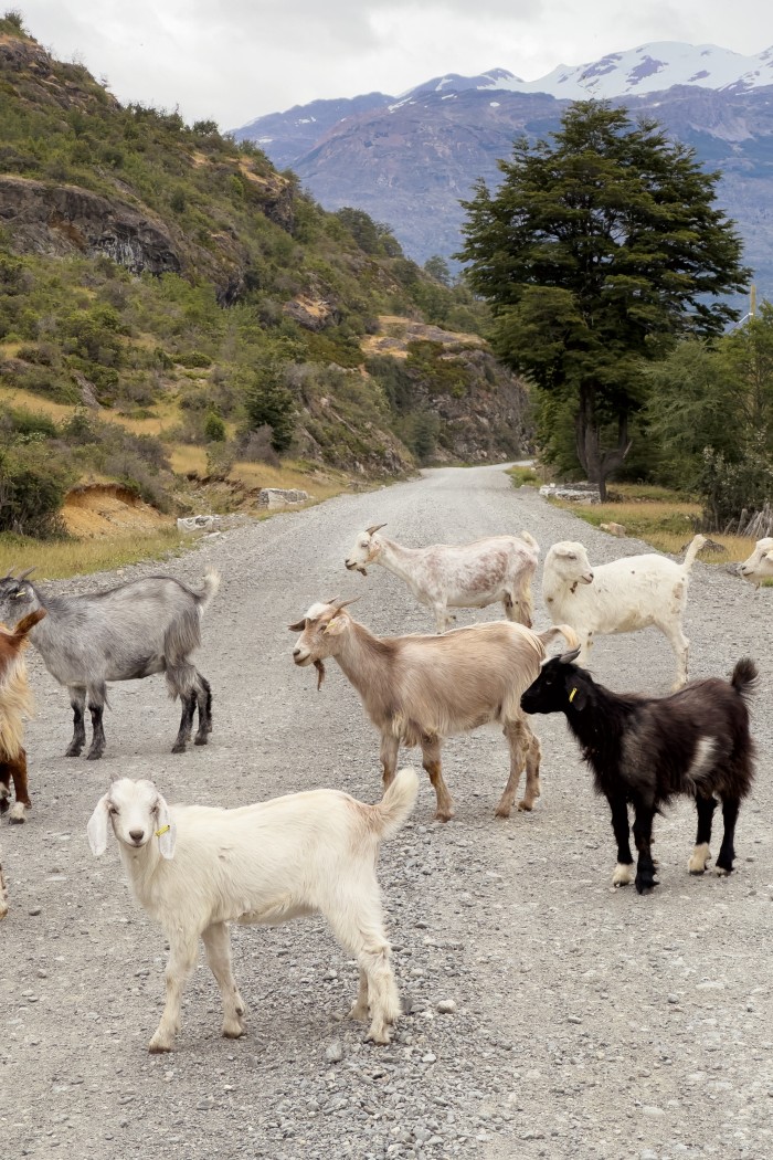 Goats on the road along the Río Baker