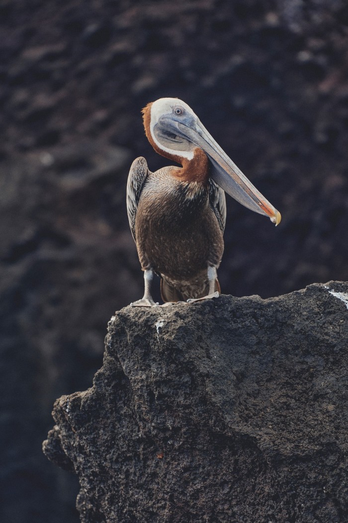 A brown pelican