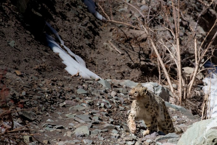 Snow leopards can take down urial, Asiatic ibex, bharal and even wild yak