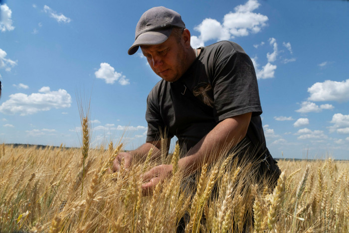 A farmer checks wheat ripeness  in Donetsk region, Ukraine