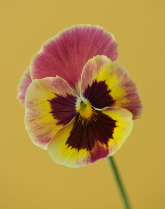 The pansy variety “Antique Surprise” 