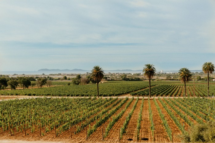The vineyards with the island of Porquerolles in the distance