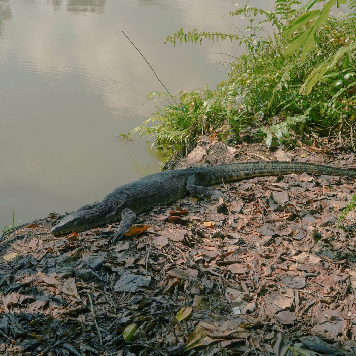 Monitor lizards can be spotted basking in the sun