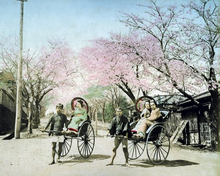 Cherry blossom and rickshaws in 1890s Yokohama