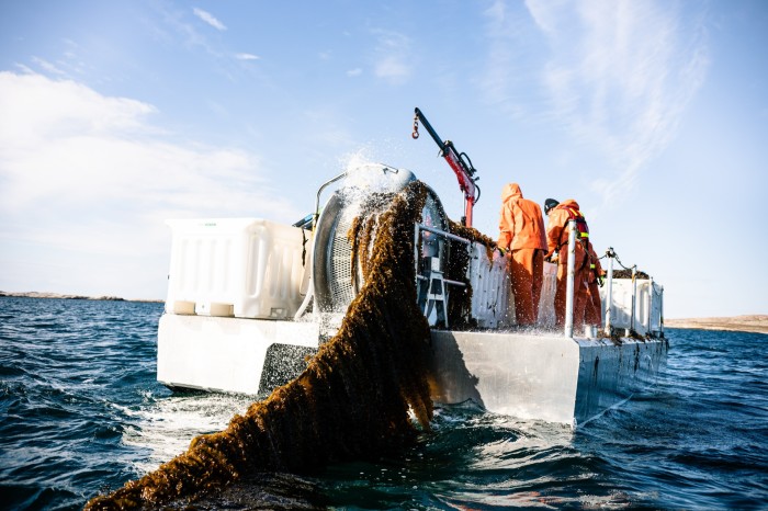 A rope laden with seaweed trails from a Nordic SeaFarms platform in the sea