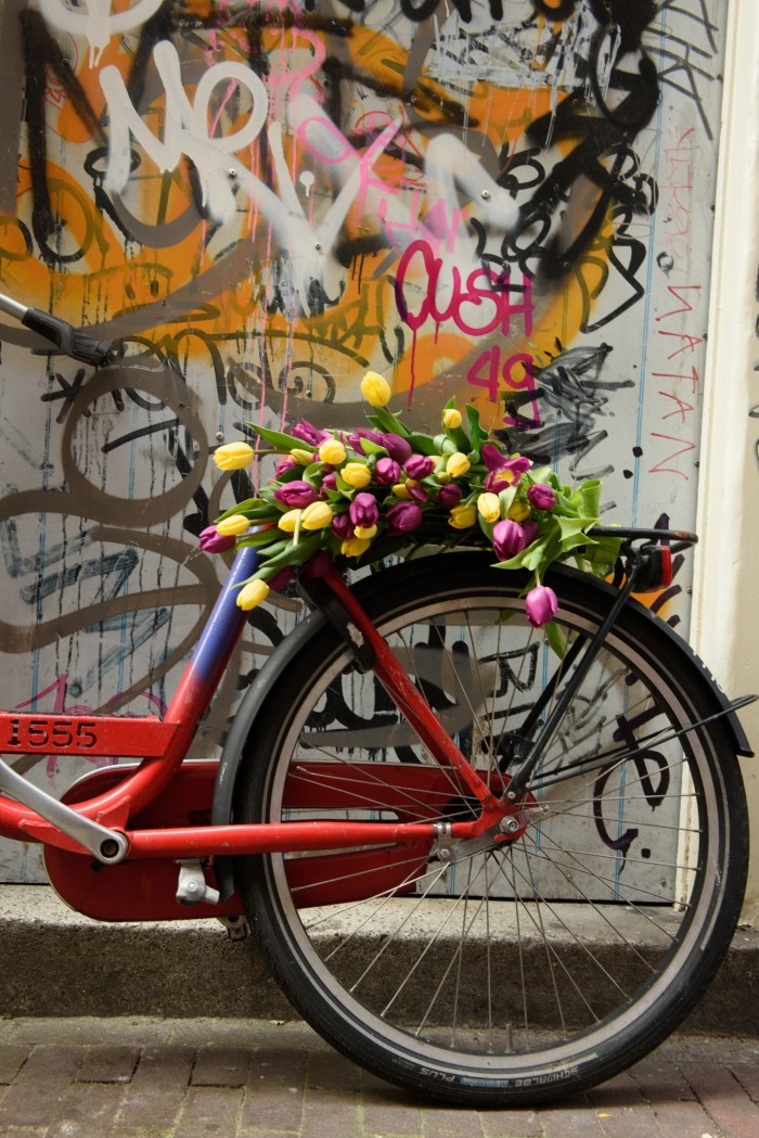 Tulips rest on the seat of a bicycle in an alley in Amsterdam