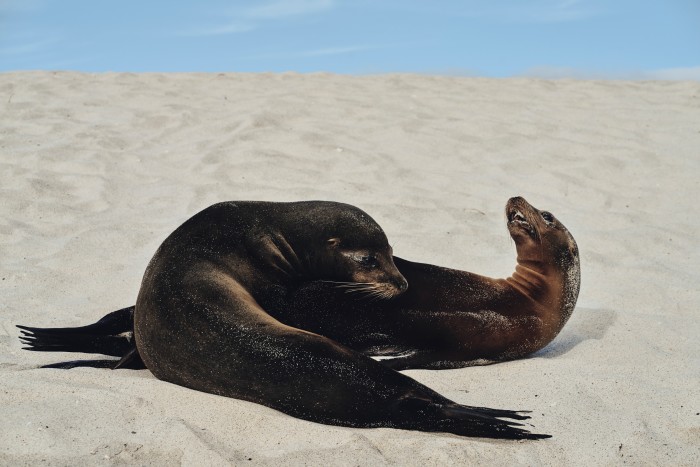 Sea lions play on the beach at Mosquera island