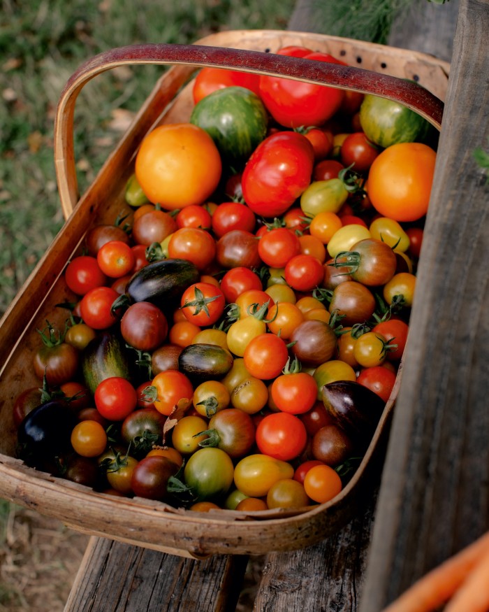 A trug of organic tomatoes