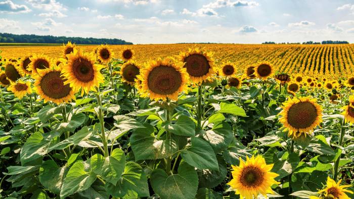 Sunflowers grow in a field in Ukraine. The ability to hold the line with sanctions against Russia and Belarus is mission critical — and a food price crisis will erode popular support for it