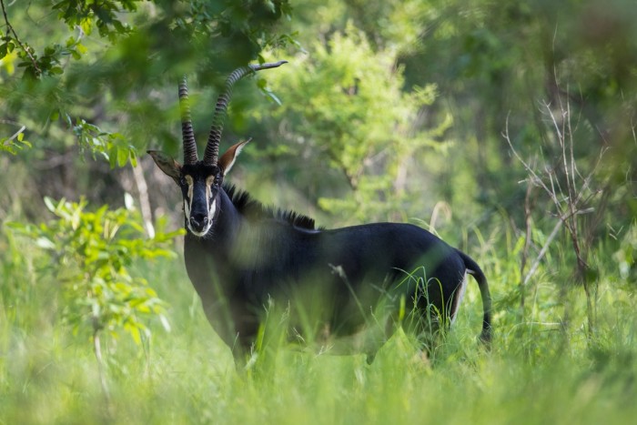 A sable antelope in Majete Wildlife Reserve
