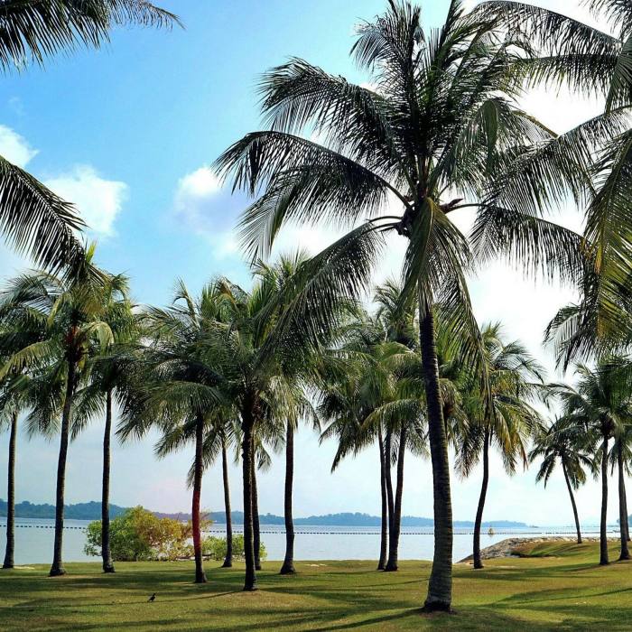 Changi Beach Park, which leads to a heritage-tree conservation area